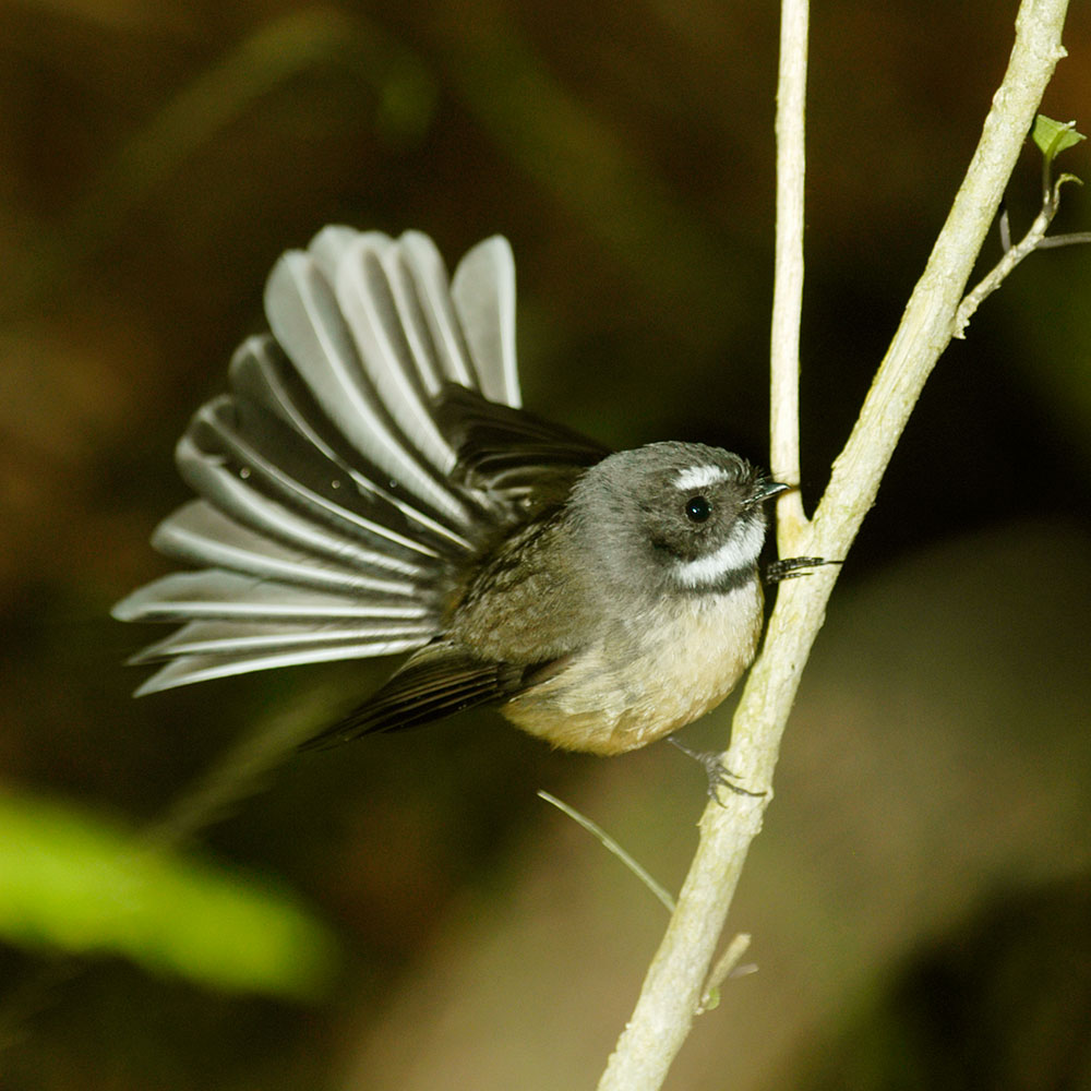 Wooden Piwakawaka Feather Earrings by Kristal Thompson Medium = 50mm Long (2 Inches)